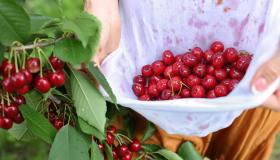 Come rimuovere le macchie di ciliegia