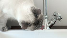 Se il gatto cerca l’acqua potrebbe essere insufficienza renale