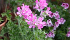 Geranio: proprietà, benefici e utilizzi