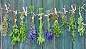 Erbe benefiche da usare in cucina: a quali piatti abbinarle