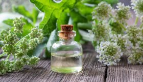 Olio essenziale di angelica: proprietà, benefici e come si usa