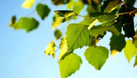 Olio essenziale di betulla: proprietà, benefici e come si usa