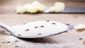 Come proteggere la casa dagli insetti autunnali