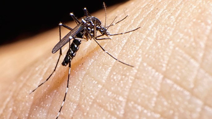 Zanzara tigre, come evitare le punture e che malattie può trasmettere