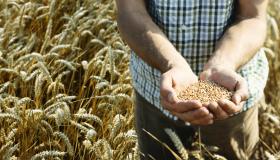 Grani antichi: cosa sono, benefici e perché usarli