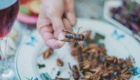 Insetti, quali si possono mangiare e come provarli