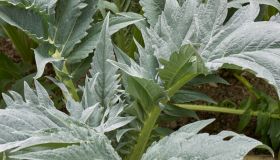 Cardi: ortaggi ricchi di benefici per la salute, nutrienti e perfetti per dimagrire