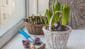 Piante da interno: come prendersene cura