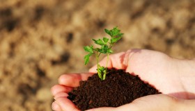 Concimi naturali fai da te: come realizzarli a casa