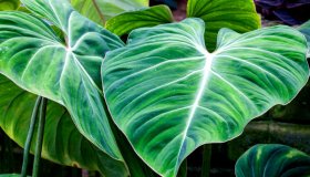 Filodendro in casa, come coltivarlo: gli errori da non commettere