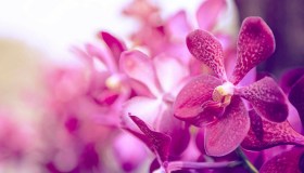 Le piante fiorite da regalare per la festa di San Valentino