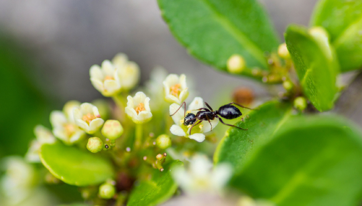 piante-come-eliminare-le-formiche-dettaglio