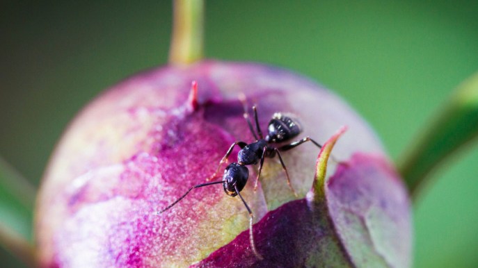 Piante: come eliminare le formiche in modo naturale