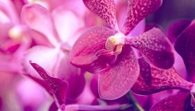 Dillo con un fiore: per ciascuno un preciso significato