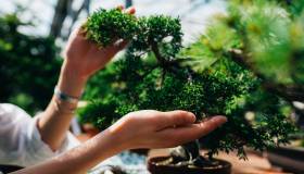Come coltivare un bonsai nel modo corretto