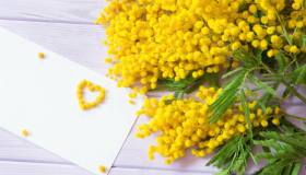 Come conservare le mimose per farle durare a lungo