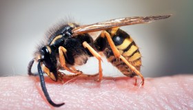 Vespe, api e calabroni pericolosi: come proteggersi in 5 mosse