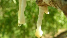 La manna, lassativo naturale