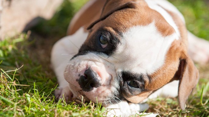 Perché i cani mangiano l’erba? I motivi che non sapevi e quando bisogna preoccuparsi