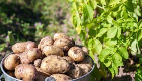 Patate e indice glicemico: i consigli per abbassarlo