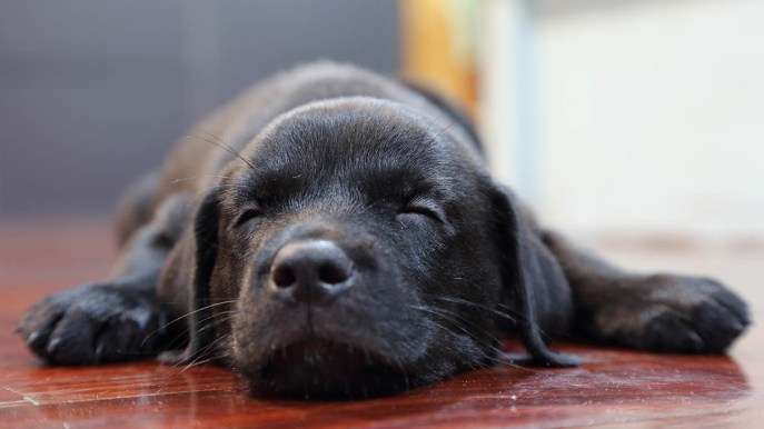 Le posizioni in cui dormono i nostri cani hanno dei significati ben precisi