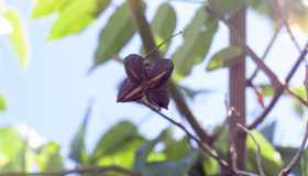 Tutte le proprietà della Sacha Inchi, la pianta che toglie la fame