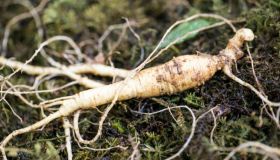 Ginseng: cos’è, benefici e possibili rischi anche a dieta