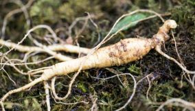 ginseng