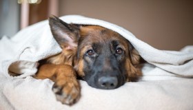 Cani e gatti: 8 consigli per prendersene cura in inverno