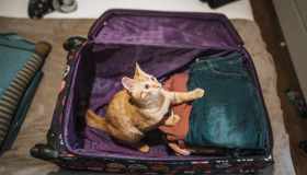 Vacanze di Natale pet friendly