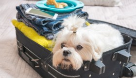 La valigia per cani e gatti: cosa portare