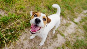 Cosa vogliono comunicarci i cani quando abbaiano?