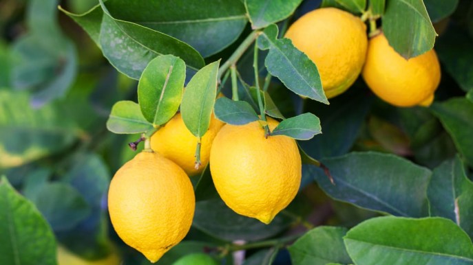 Proprietà e benefici del limone per il benessere dell’organismo