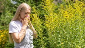 Allergia all’ambrosia: quali sono i sintomi e i rimedi naturali