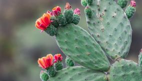 Nopal: la pianta dalle tante virtù