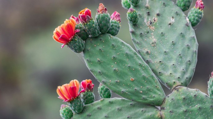 Pretty Nopal Nopal, come funziona e che benefici ha