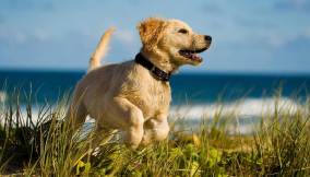 300419_amore-per-i-cani