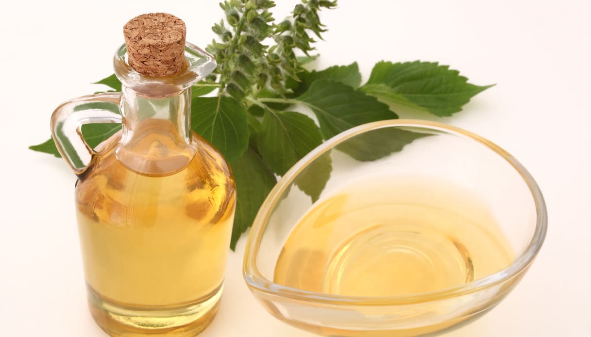 Perilla, la pianta contro le allergie e il colesterolo