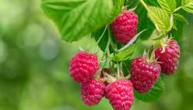 Proprietà e caratteristiche del lampone