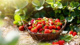 Fragole e dieta: benefici e proprietà di uno dei frutti più apprezzati dagli italiani