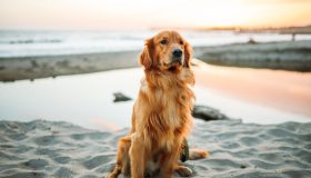 Perché non si devono tosare i cani quando fa caldo