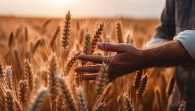 Che cos’è il triticale e perché ci fa bene