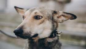 I cani vedono i fantasmi?