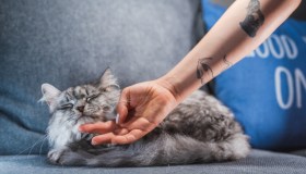 Tatuaggi con i gatti, un animale misterioso per un tattoo ricco di significati
