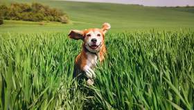 Sei pronta a prendere un cane? Come scoprirlo