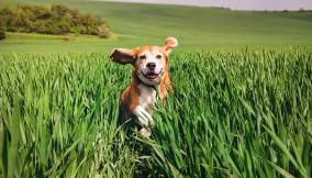 101119_sei-pronto-a-prendere-il-cane