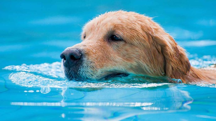 I cani sanno nuotare?