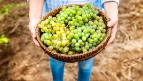 Uva: ricca di benefici e preziosa per il benessere, anche a dieta