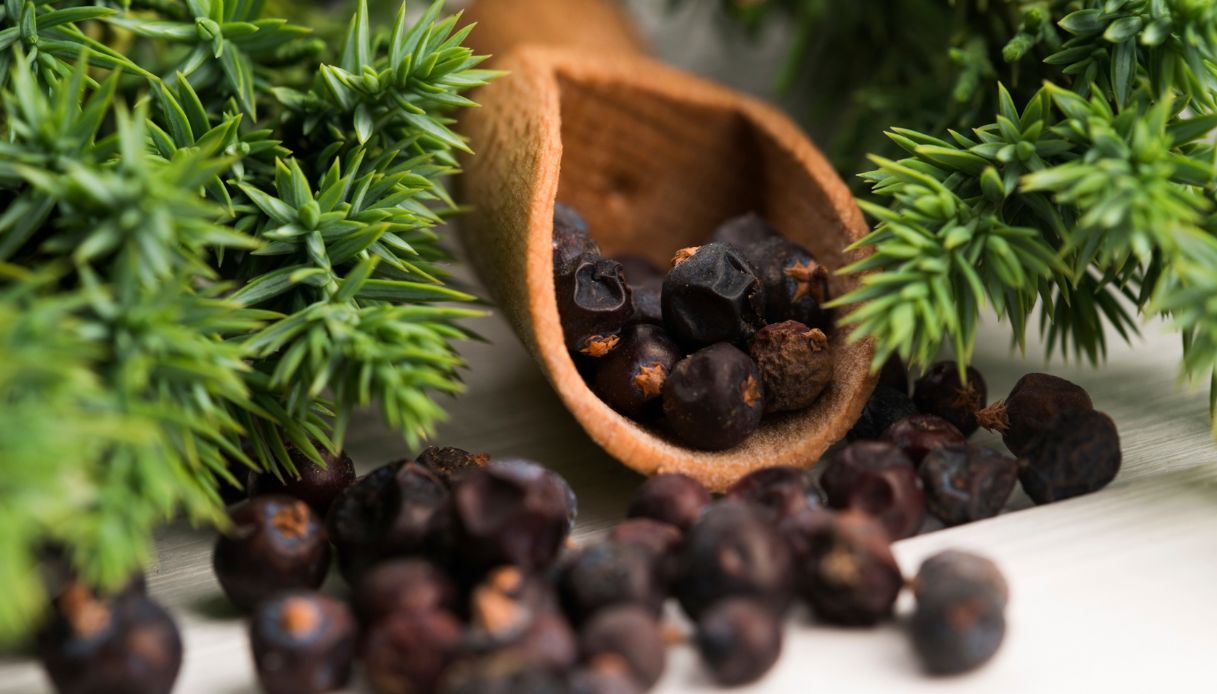 5 Emerging Benefits of Juniper Berries