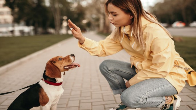 Come educare un cane: tutti i consigli per una convivenza serena